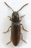 Agriotes pallidulus