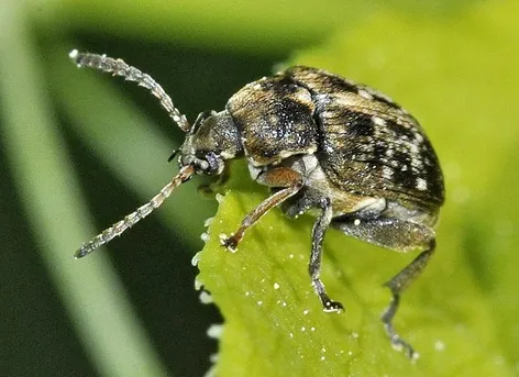 ソラマメゾウムシ (Bruchus rufimanus) - Picture Insect