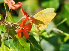 ベニモンオオキチョウ (Phoebis philea) - Picture Insect