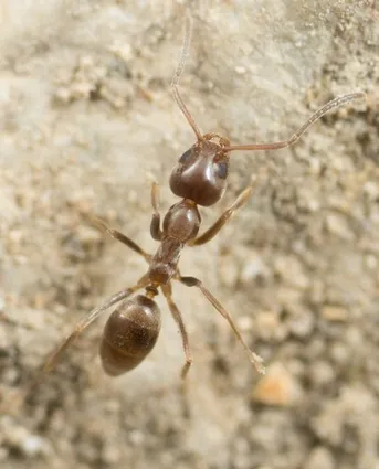 hormiga argentina