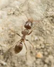 Argentine ant