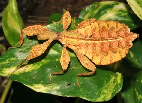 3色コノハムシ標本 珍しい昆虫標本のご紹介 | じゅんの飼育日記 3色コノハムシ標本 珍しい昆虫標本のご紹介 | じゅんの飼育日記