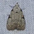 Coastal Plain Meganola Moth