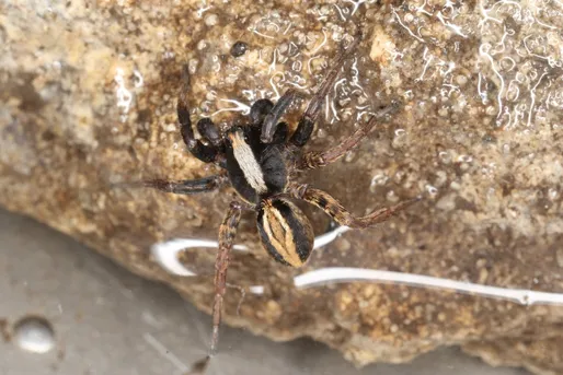 Common fox spider (Alopecosa pulverulenta) - Picture Insect