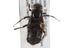 オオハネカクシ （大隠翅虫） (Creophilus maxillosus) - Picture Insect