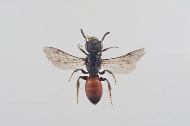 Box-headed blood bee
