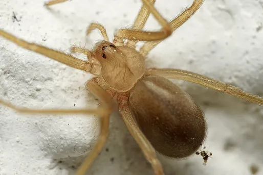 mordedura de araña reclusa parda etapa 1