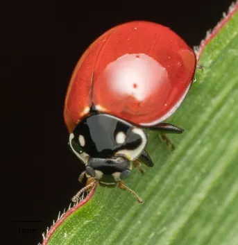 Cycloneda sanguinea Cycloneda sanguinea Picture Insect