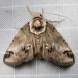 Small baileya moth