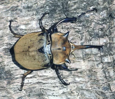 エレファスゾウカブト (Megasoma elephas) - Picture Insect