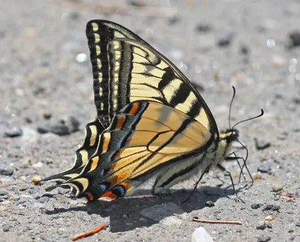 カナダキアゲハ (Papilio canadensis) - Picture Insect