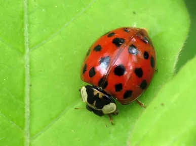 Multicolored asian ladybeetle