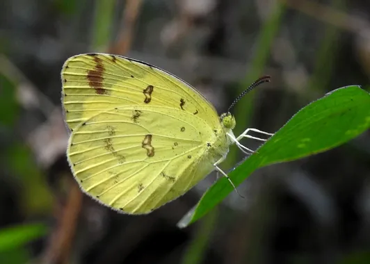 Eurema hecabe