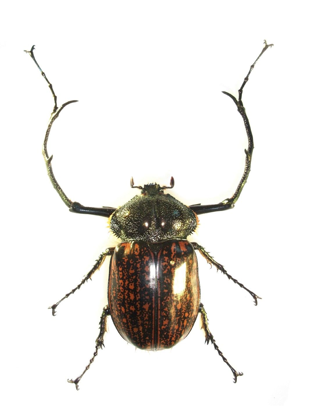 マレーテナガコガネ 標本 ペア 昆虫標本 特大!! マレーテナガコガネ
