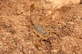 Common yellow scorpion