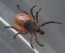 Eastern black-legged tick