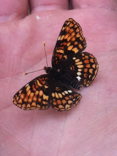 Hoffmann's checkerspot