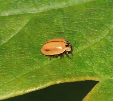 Coccinelle brune Aphidecta obliterata Picture Insect