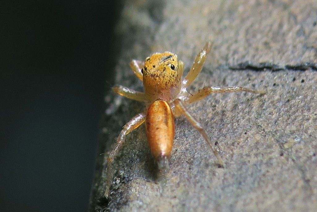 Discovering the Fascinating World of Jumping Spiders in Long Beach