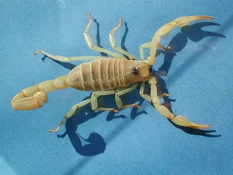 デザートヘアリースコーピオン (Hadrurus arizonensis) - Picture Insect