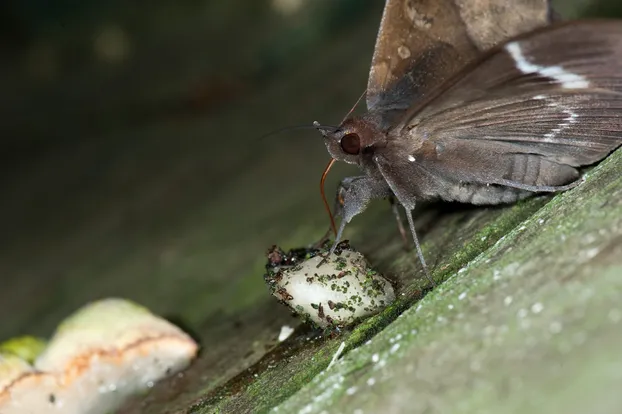 Ischyja manlia