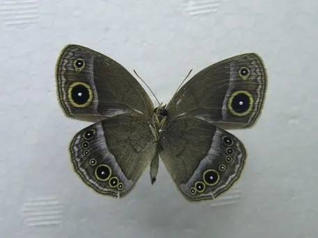 부처사촌나비 (Mycalesis francisca) - Picture Insect