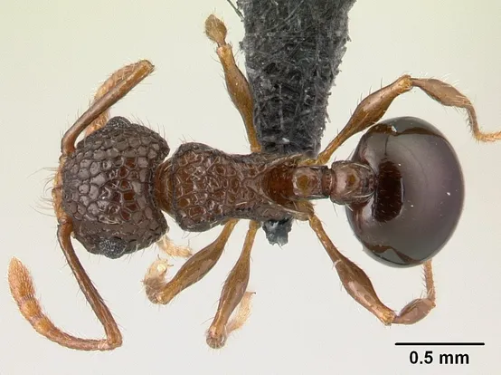 Japanese queenless ant