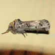 Aon moth