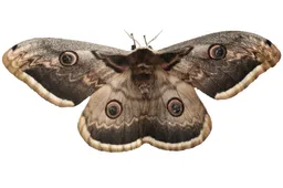 オオクジャクヤママユ (Saturnia pyri) - Picture Insect