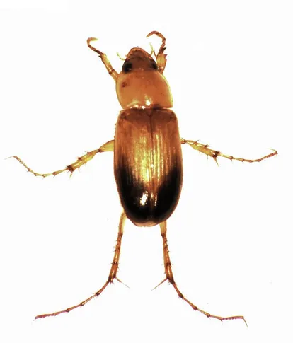 Two-tone nectar scarab beetle