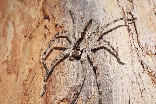 ★BRITISH  SPIDERS I・IIイギリスの蜘蛛図鑑1951・53 ☆BRITISH SPIDERS I・IIイギリスの蜘蛛図鑑1951・53