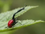 Giraffe weevil