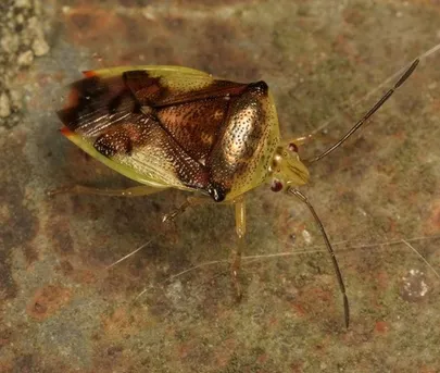 アオモンツノカメムシ (Elasmostethus nubilus) - Picture Insect