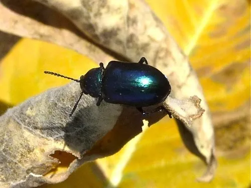 Chrysochus cobaltinus