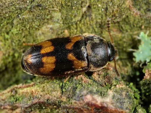 Litargus connexus