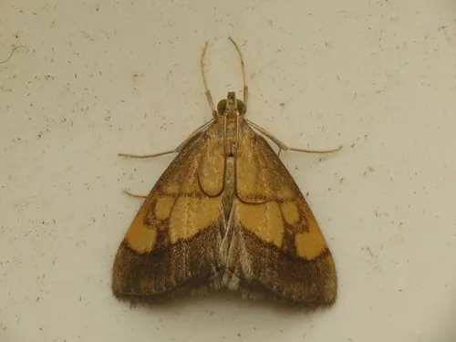 Dark bordered pearl