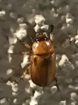 Pasadena masked chafer