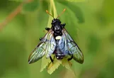 Elm Sawfly