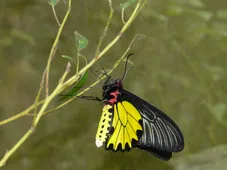 キシタアゲハ (Troides aeacus) - Picture Insect
