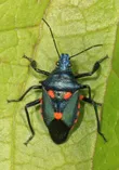 Florida predatory stink bug