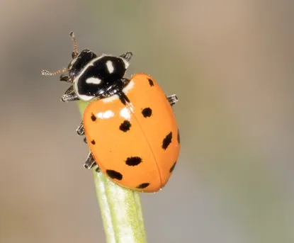 Hippodamia convergens Hippodamia convergens Picture Insect