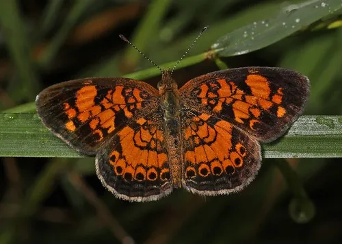 Pearl crescent