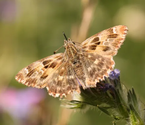 Carcharodus alceae
