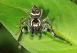 Golden jumping spider