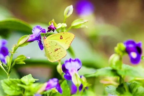 Cloudless sulphur (Phoebis sennae) - Picture Insect