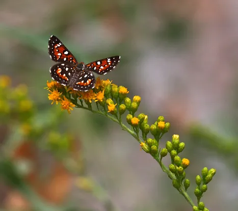 Mormon metalmark