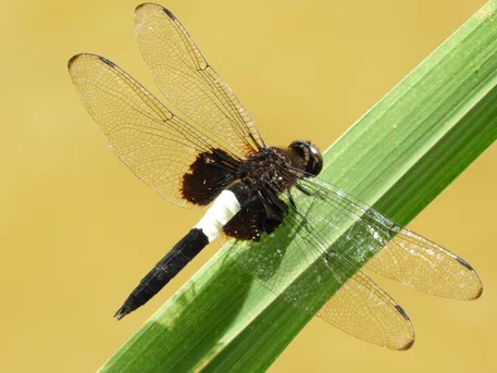 コシアキトンボ（腰空蜻蛉） (Pseudothemis zonata) - Picture Insect