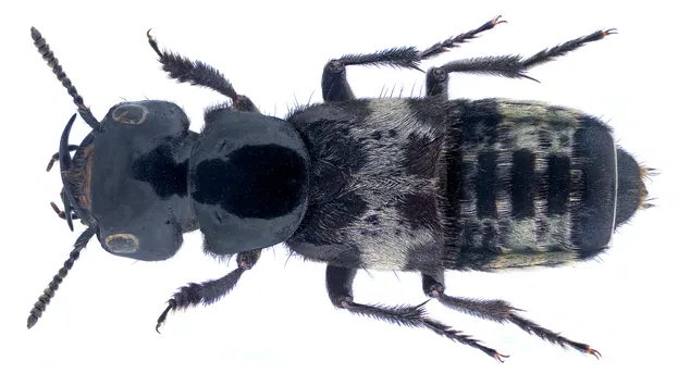 オオハネカクシ （大隠翅虫） (Creophilus maxillosus) - Picture Insect