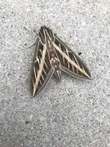 White-Lined Sphinx
