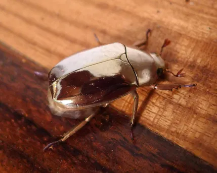 レスプレデンスプラチナコガネ (Chrysina resplendens) - Picture Insect レスプレデンスプラチナコガネ (Chrysina resplendens) - Picture Insect